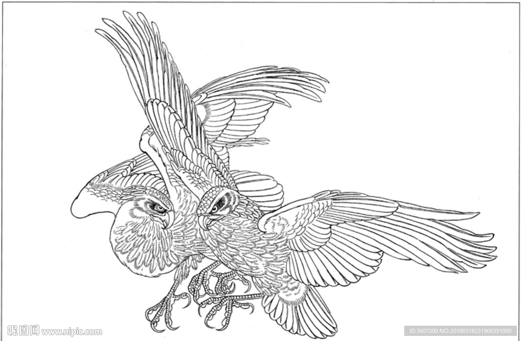 雄鹰 线描 素描 白描 国画