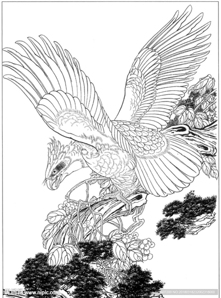 雄鹰 线描 素描 白描 国画
