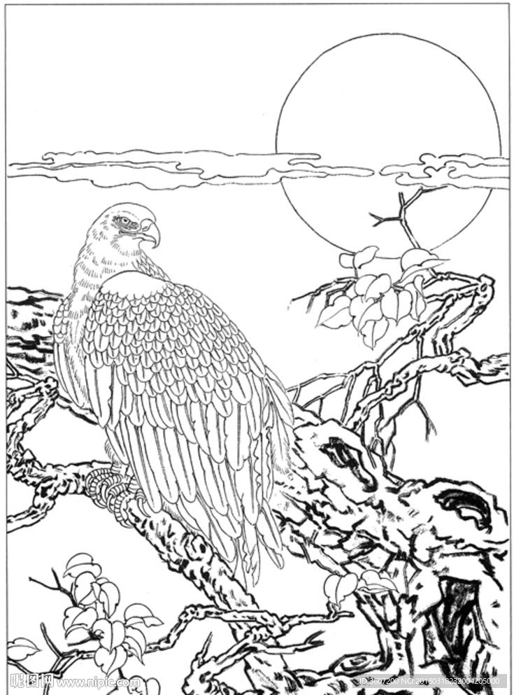 雄鹰 线描 素描 白描 国画