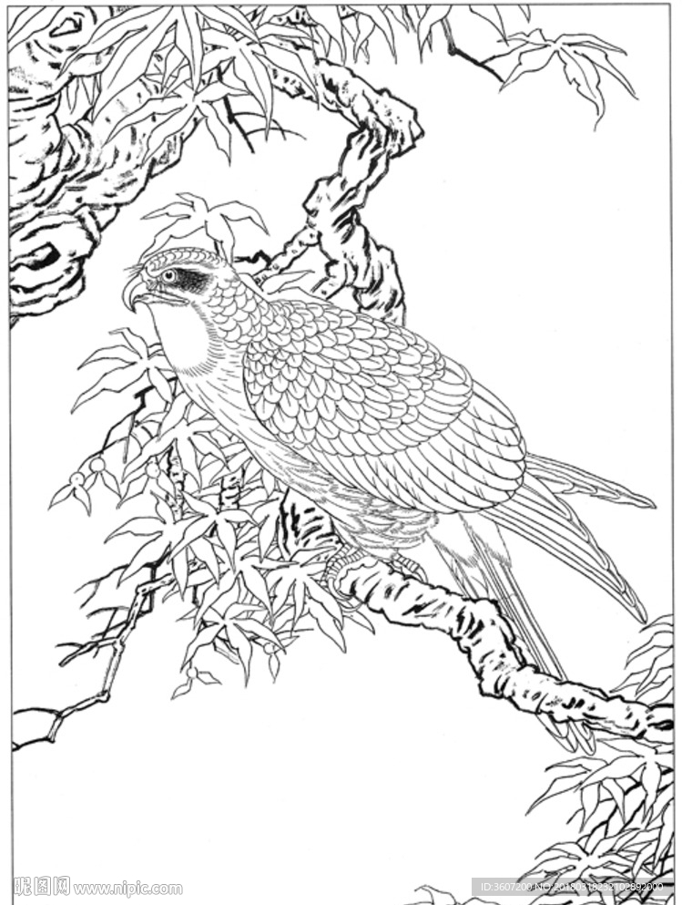 雄鹰 线描 素描 白描 国画