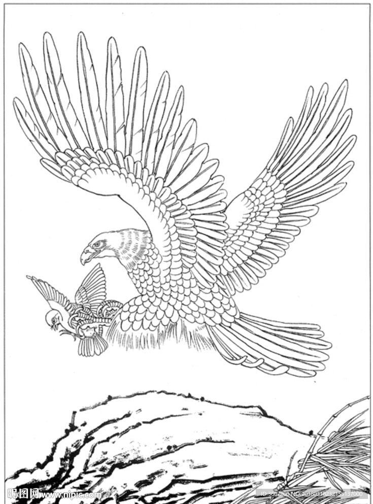 雄鹰 线描 素描 白描 国画