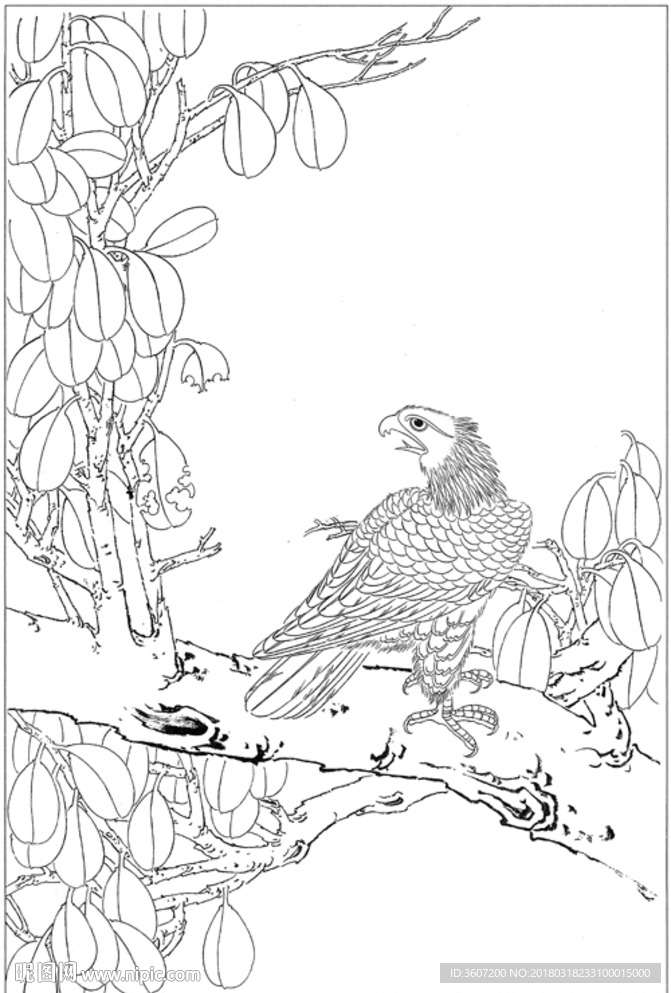 雄鹰 线描 素描 白描 国画