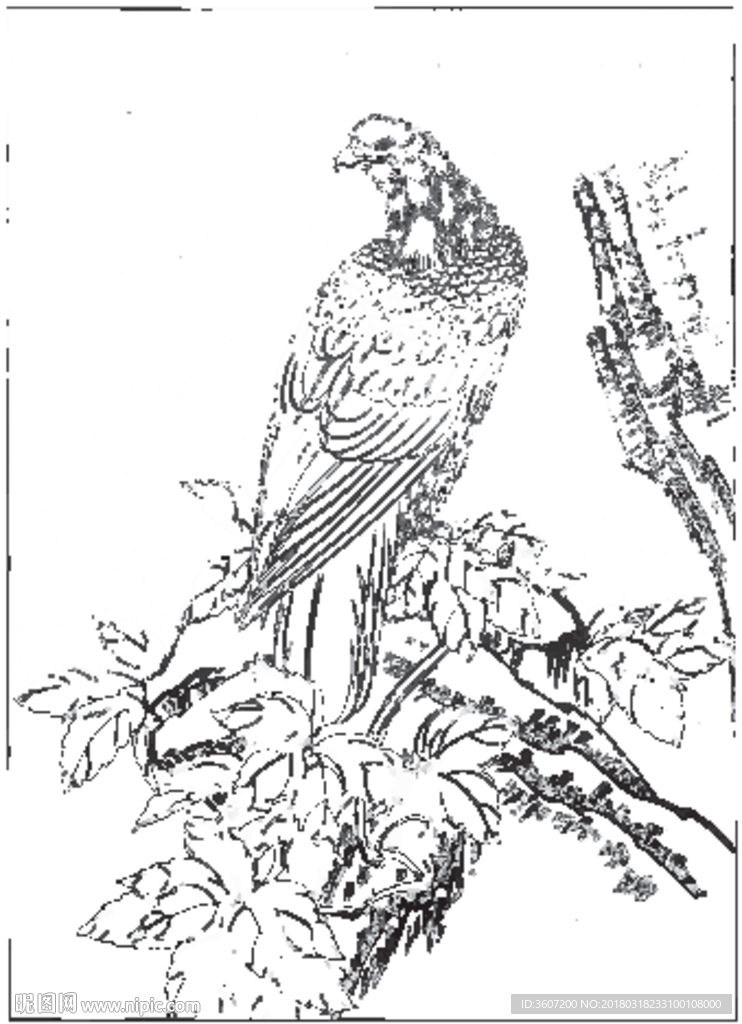 雄鹰 线描 素描 白描 国画