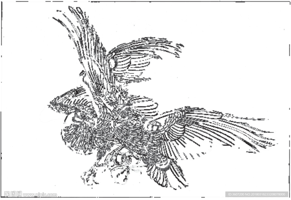 雄鹰 线描 素描 白描 国画