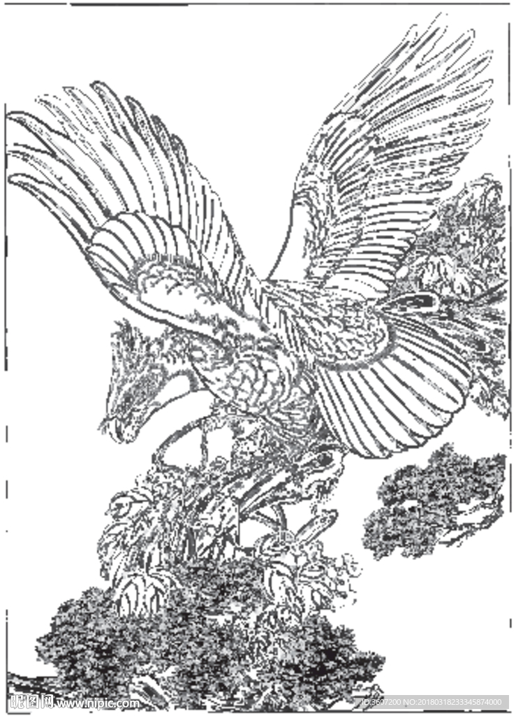 雄鹰 线描 素描 白描 国画