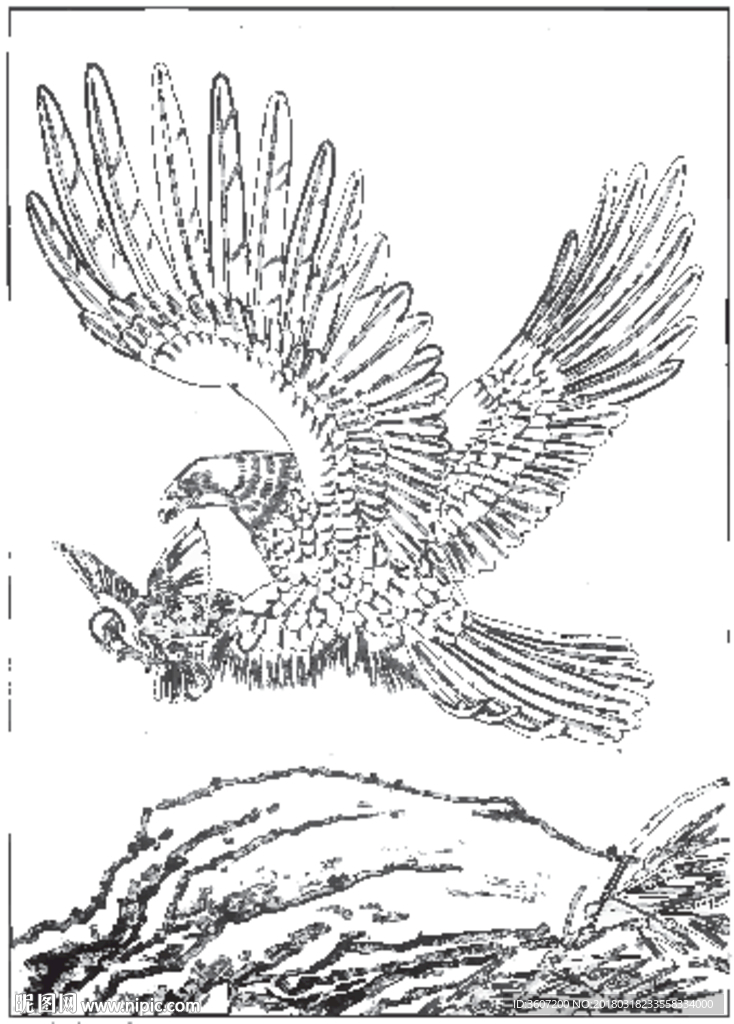 雄鹰 线描 素描 白描 国画