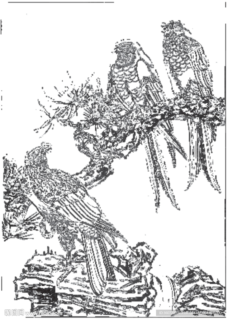 雄鹰 线描 素描 白描 国画