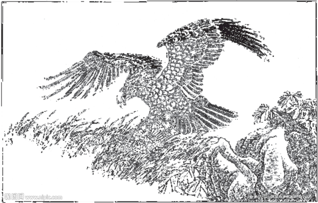 雄鹰 线描 素描 白描 国画