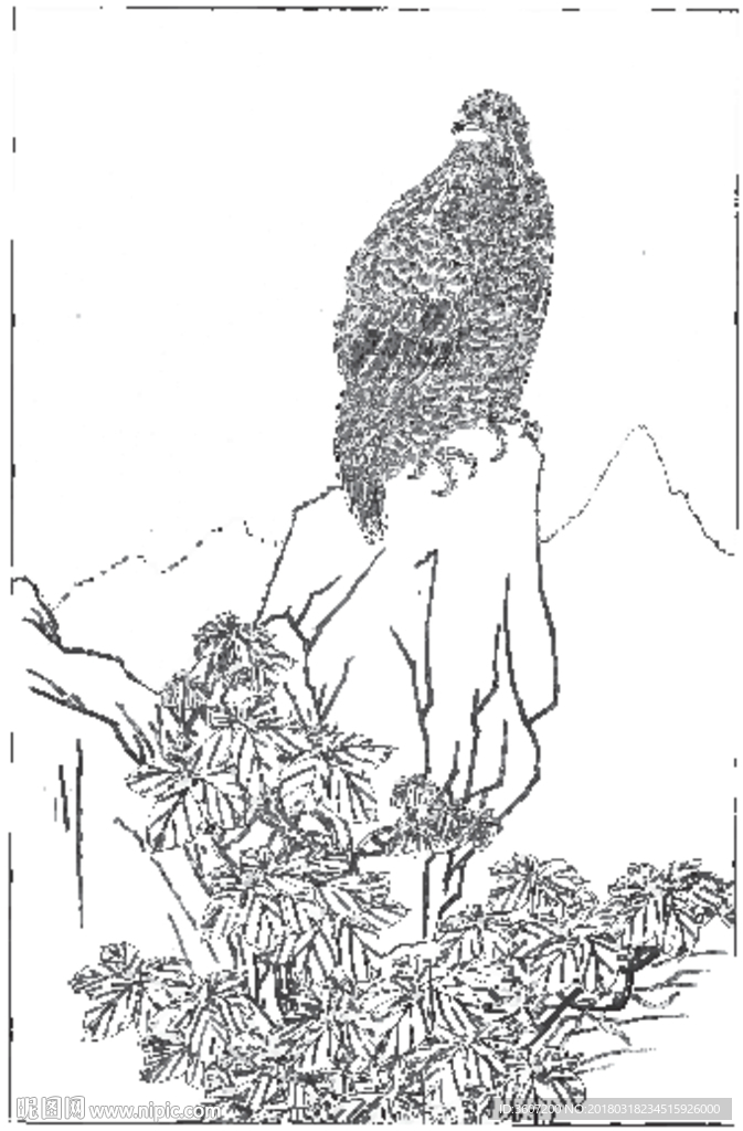 雄鹰 线描 素描 白描 国画