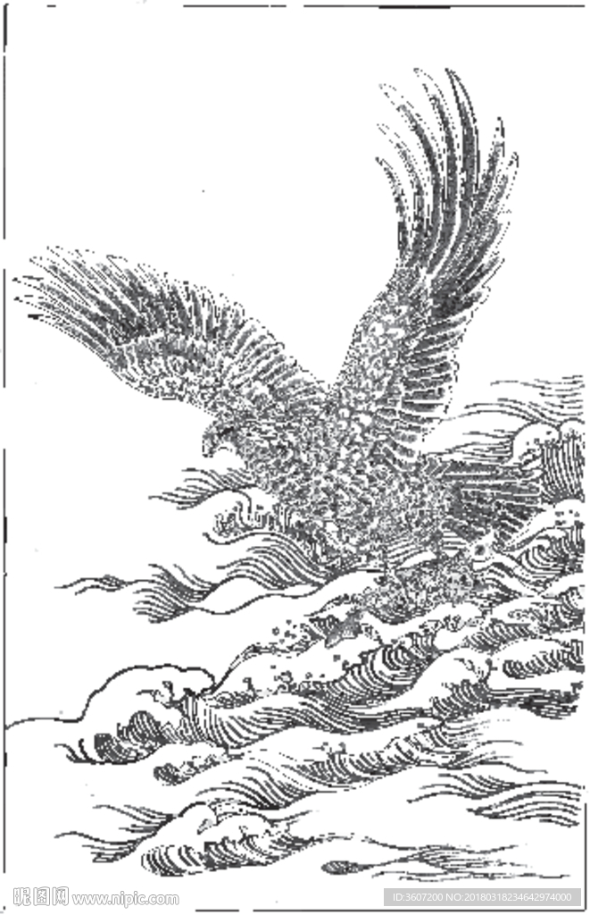 雄鹰 线描 素描 白描 国画