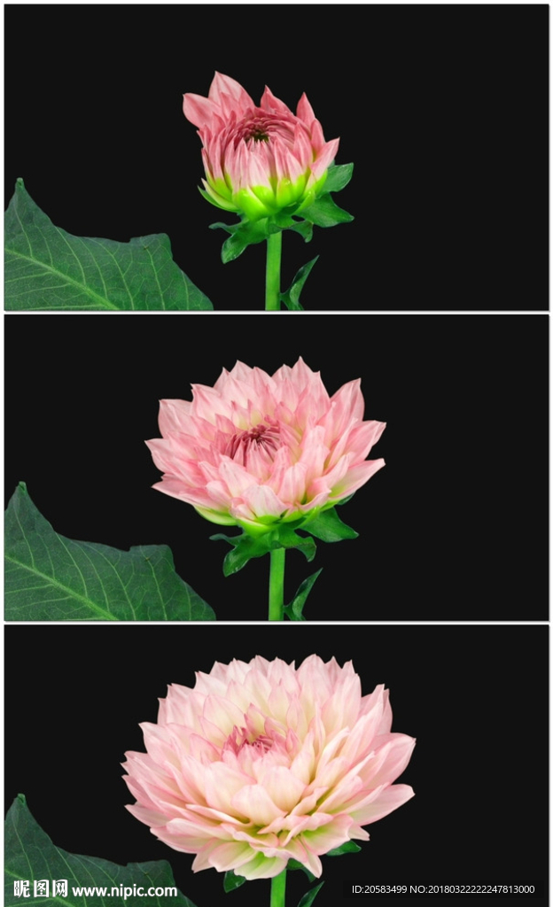 一朵粉红色鲜花盛开绽放