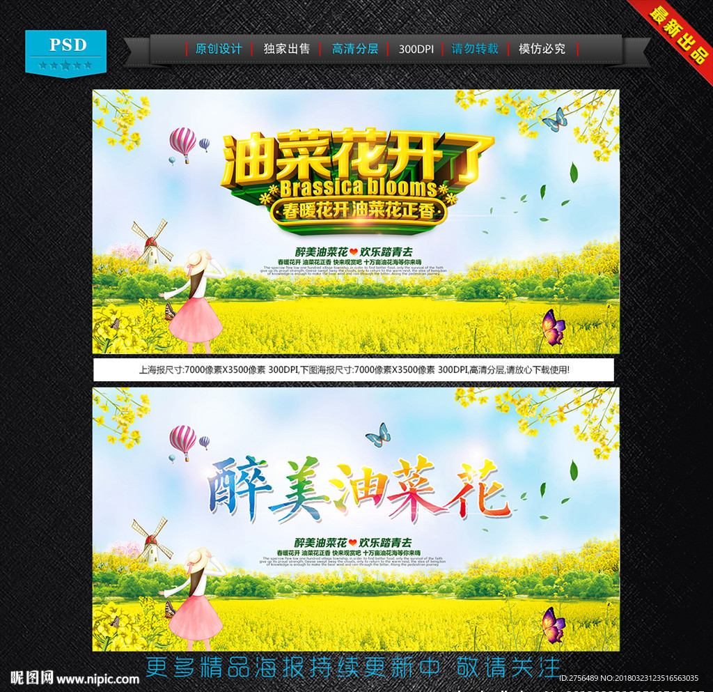 油菜花