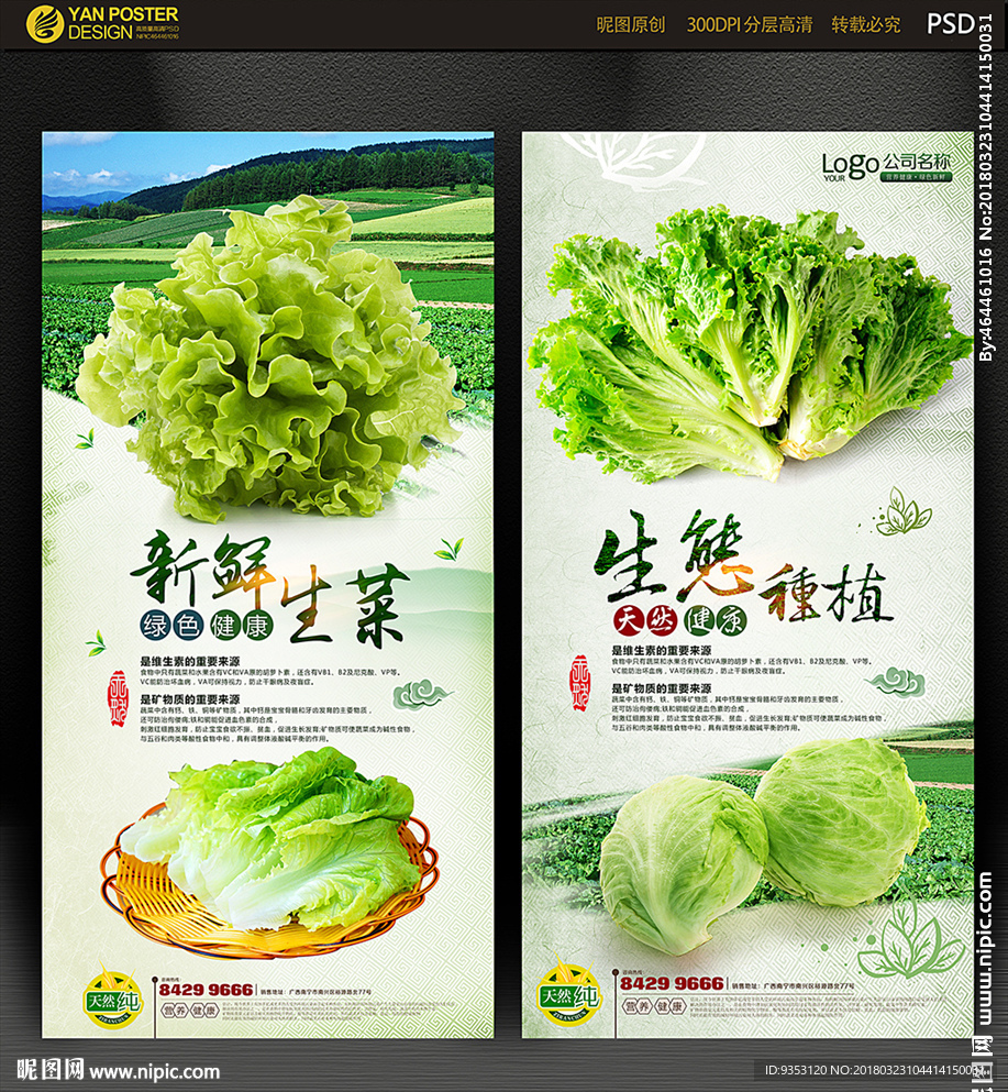 生菜