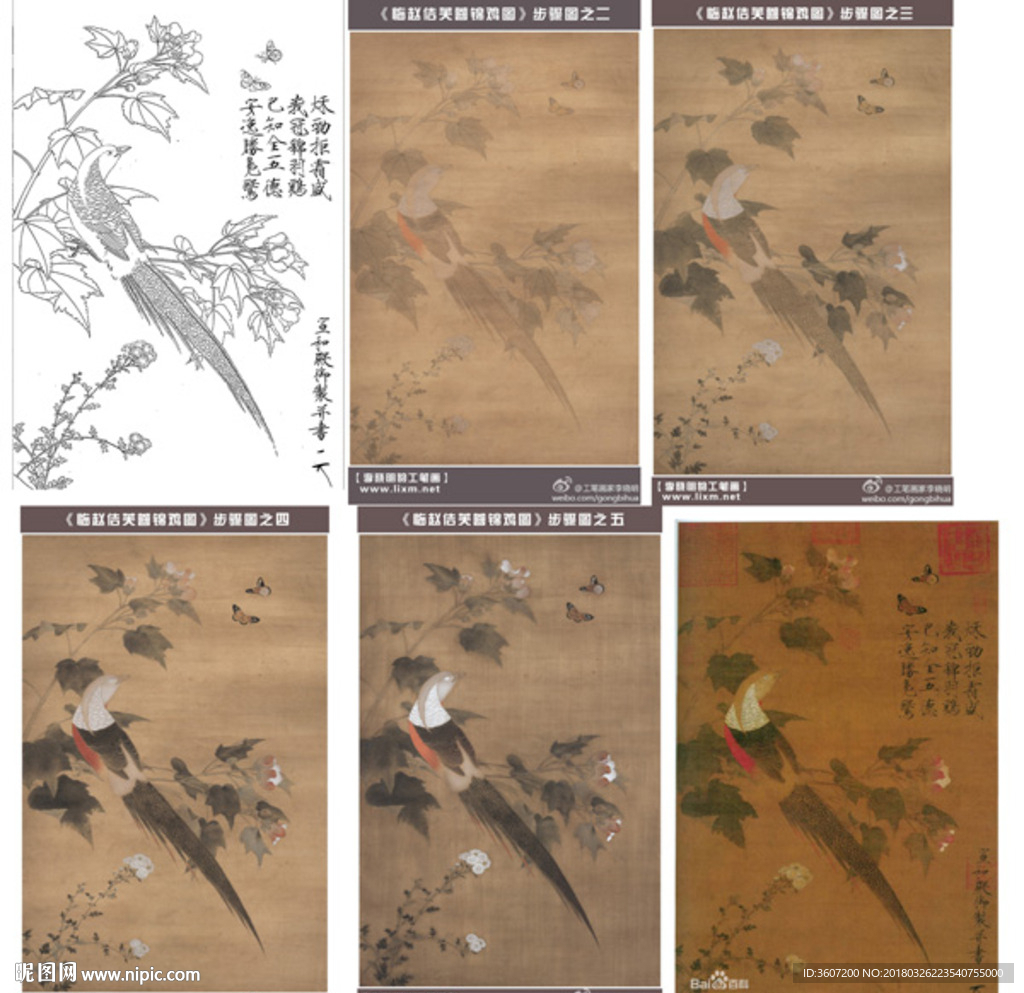 芙蓉锦鸡图 白描 步骤图