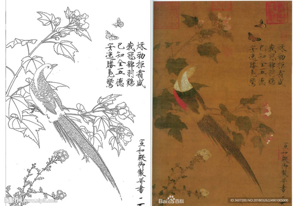 芙蓉锦鸡图 白描+设色图