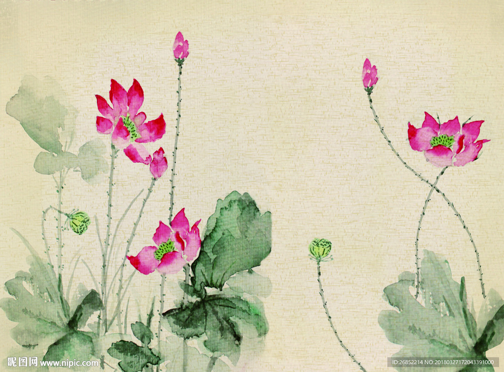 荷花