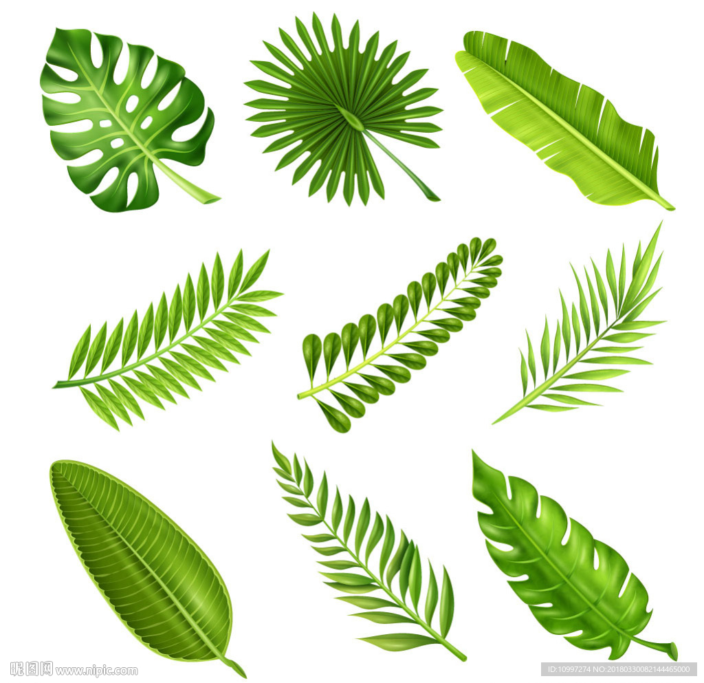 九个热带植物叶矢量素材集