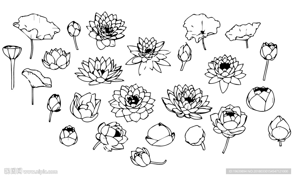 荷花