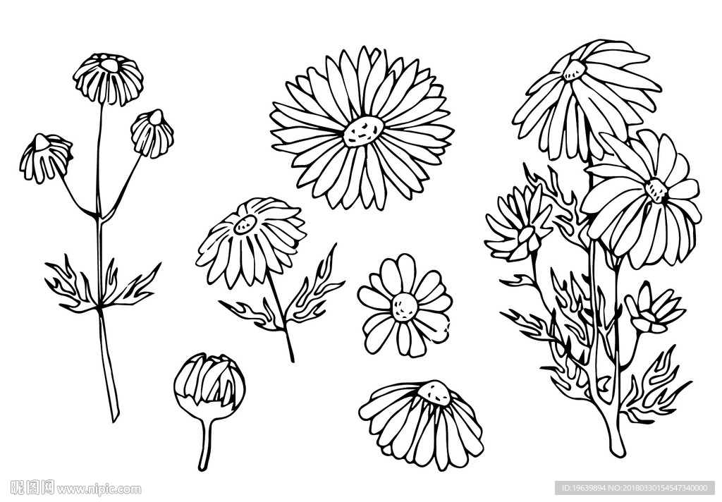 菊花