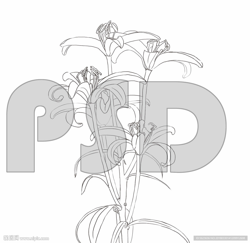 百合花线稿