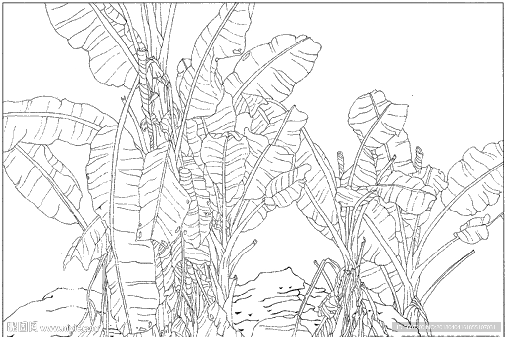 芭蕉 线描 素描 白描 中国画