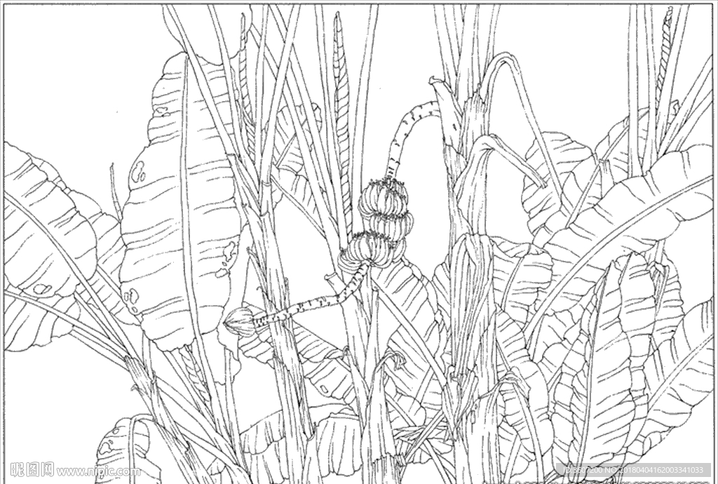 芭蕉 线描 素描 白描 中国画