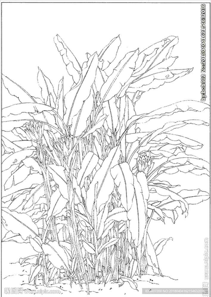 芭蕉 线描 素描 白描 中国画
