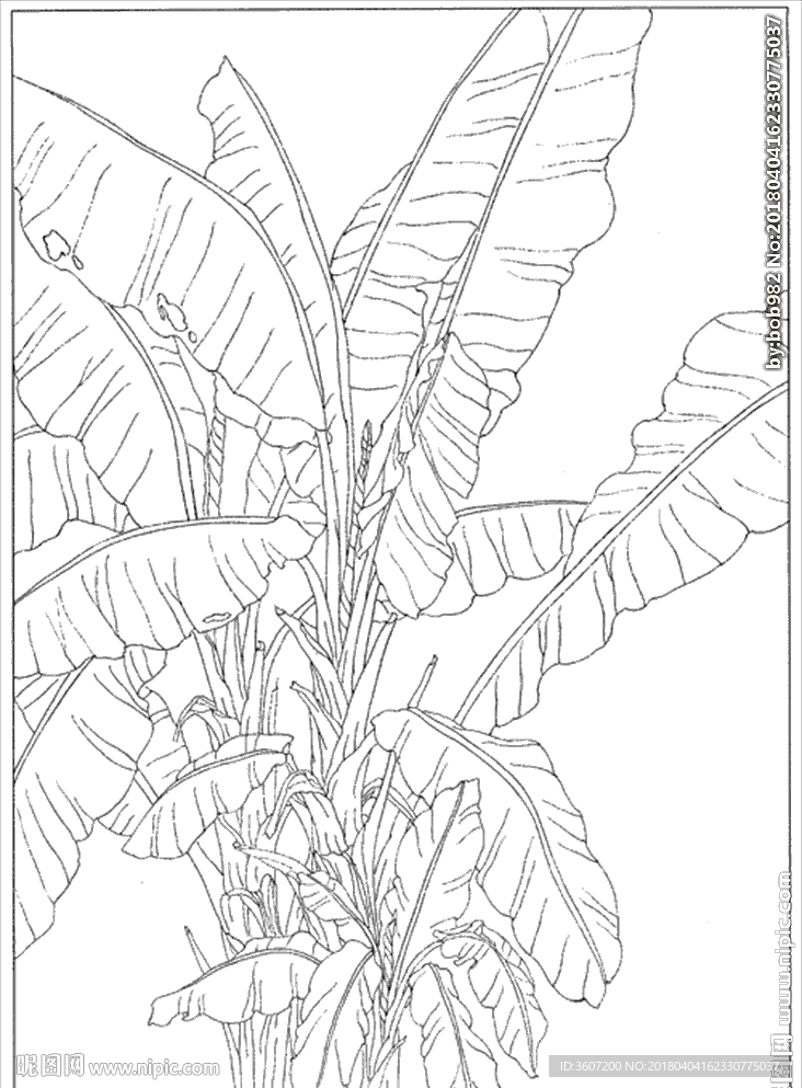 芭蕉 线描 素描 白描 中国画