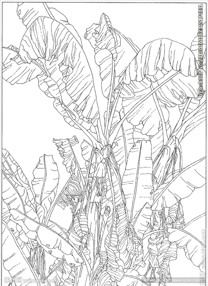 芭蕉 线描 素描 白描 中国画