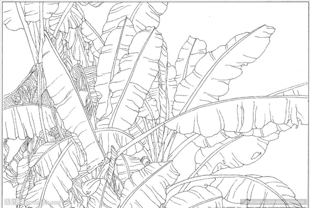 芭蕉 线描 素描 白描 中国画