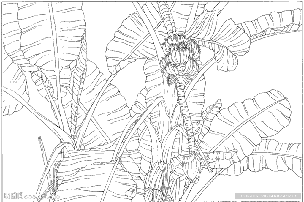 芭蕉 线描 素描 白描 中国画