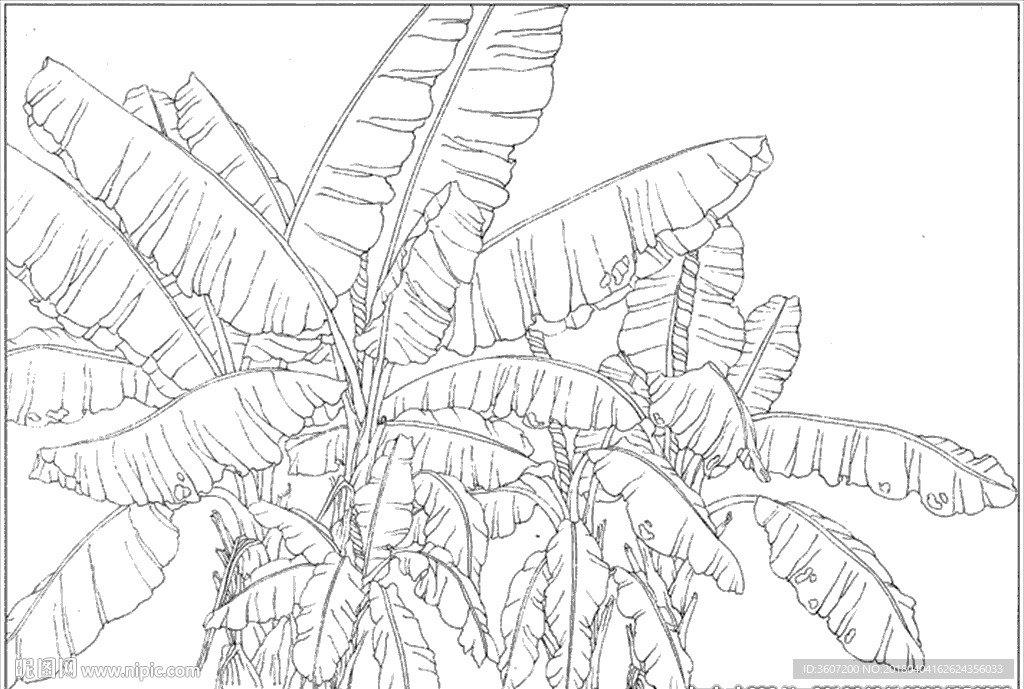 芭蕉 线描 素描 白描 中国画