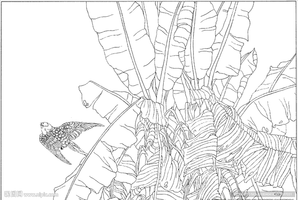 芭蕉 线描 素描 白描 中国画