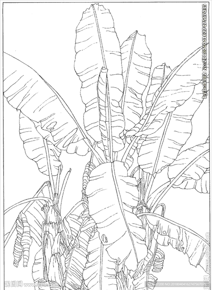 芭蕉 线描 素描 白描 中国画