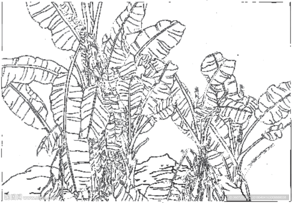 芭蕉 线描 素描 白描 中国画