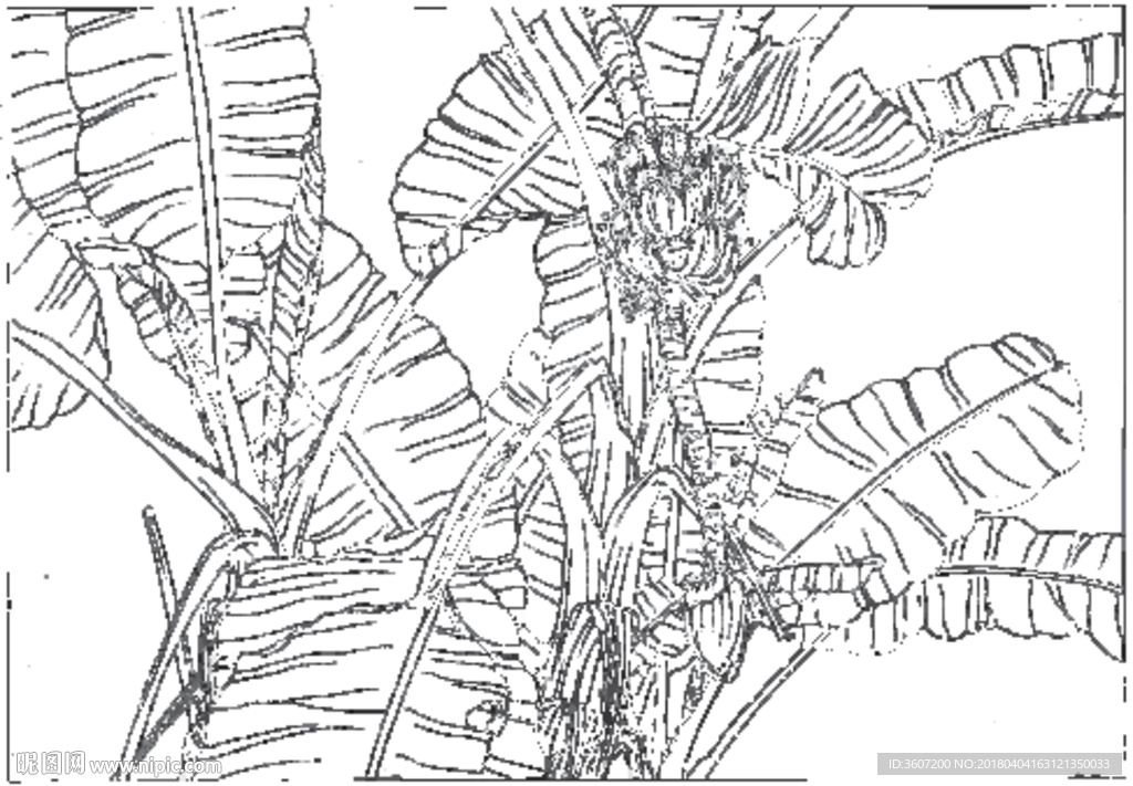 芭蕉 线描 素描 白描 中国画