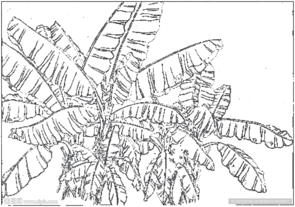 芭蕉 线描 素描 白描 中国画