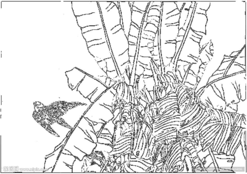 芭蕉 线描 素描 白描 中国画