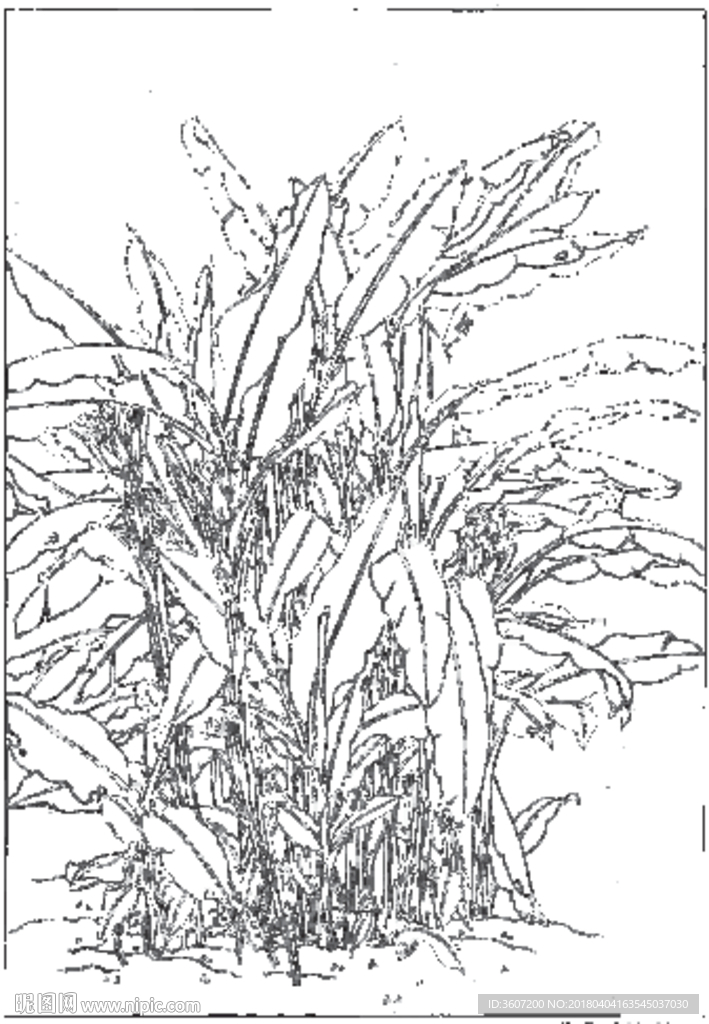 芭蕉 线描 素描 白描 中国画