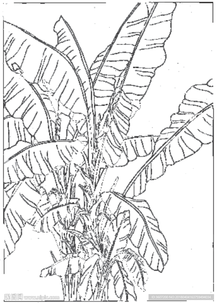 芭蕉 线描 素描 白描 中国画