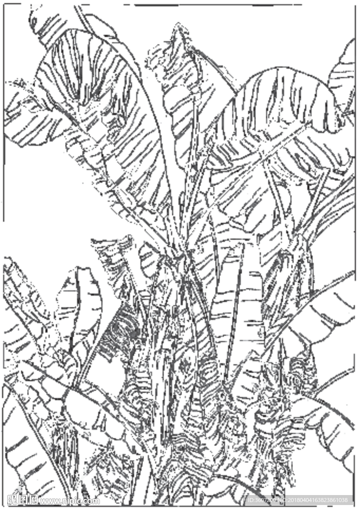 芭蕉 线描 素描 白描 中国画