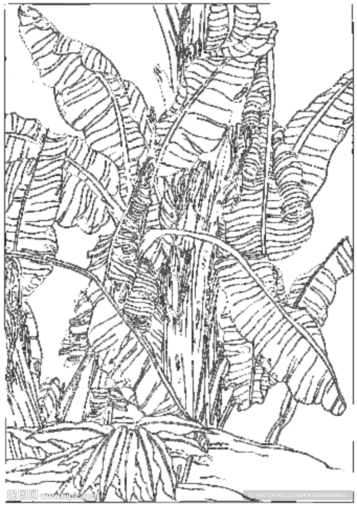 芭蕉 线描 素描 白描 中国画