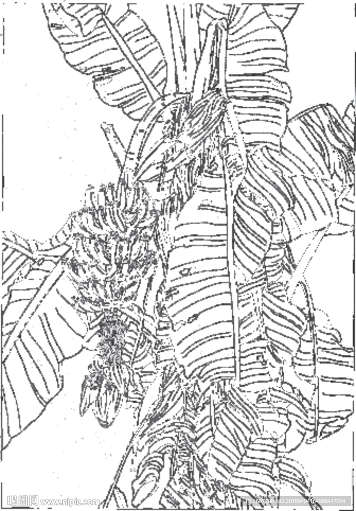 芭蕉 线描 素描 白描 中国画