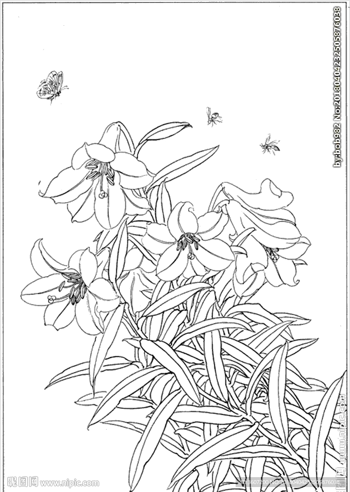 百合 白描 素描 线描 国画