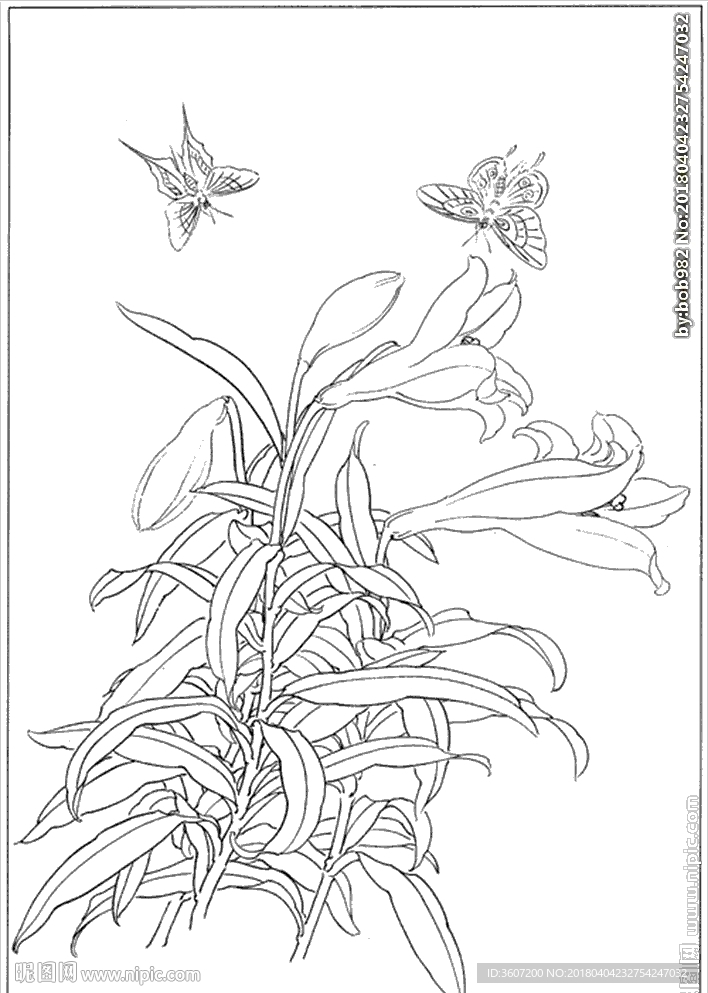 百合 白描 素描 线描 国画