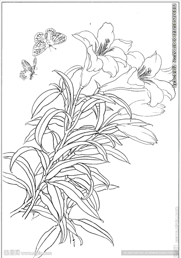 百合 白描 素描 线描 国画