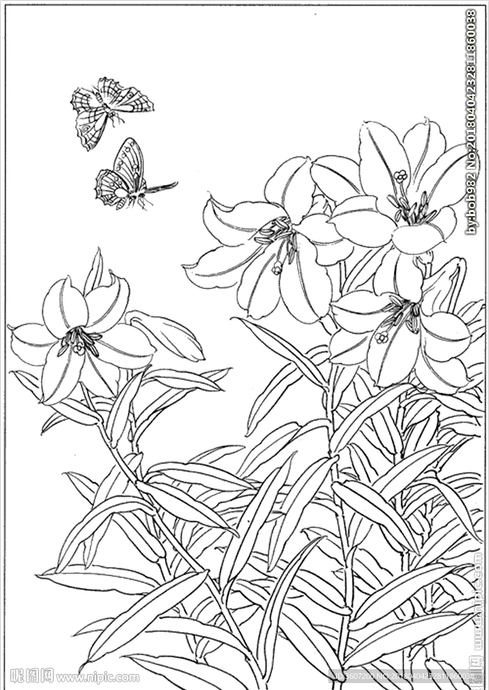 百合 白描 素描 线描 国画