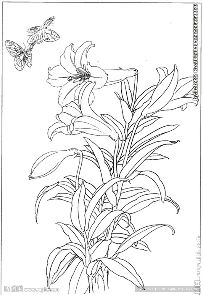 百合 白描 素描 线描 国画