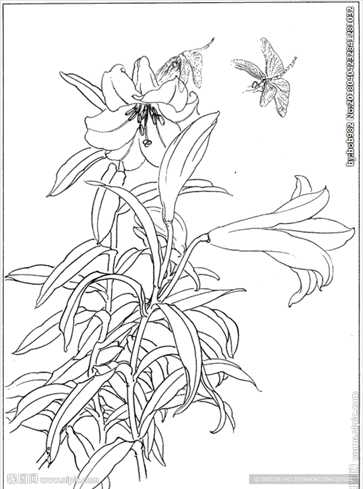 百合 白描 素描 线描 国画