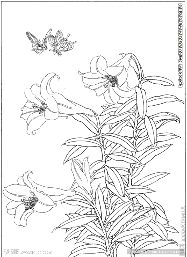 百合 白描 素描 线描 国画